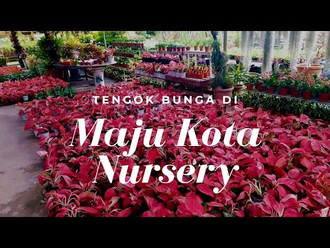 Maju Kota #nursery flower and landscape in Kota Kinabalu Sabah