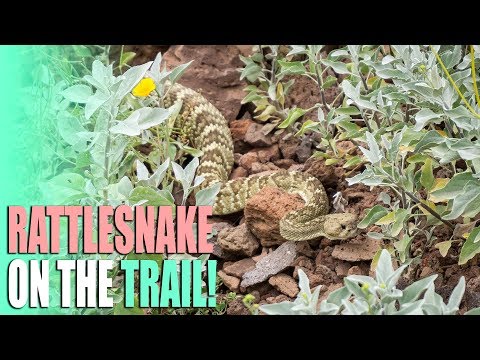 Repairs and Scares - Rattlesnake, Broken DJI Drone, Leaking RV Faucet