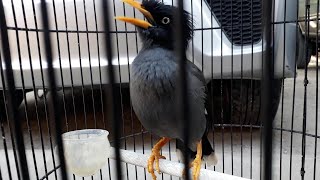 Download lagu Pancingan jalak kebo | jalak kebo semi mata putih mp3