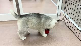 シベリアンハスキーの動画01