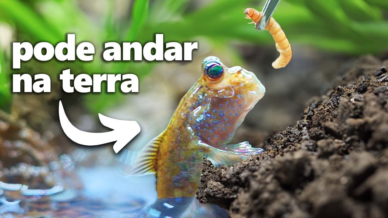 Eu Adotei um Peixe Andador (literalmente)