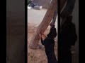 Rottweiler Daizy Rottweiler Daizy Shortsvideo Vlog 3959 Vikku3959 Rottweilerworld Jump