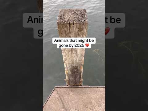 Animals That Might Be Gone In 2026 💔 #fyp #animals #sad #interesting