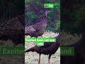 Excited hens cut and yelp! 🦃🔥 How to call in a gobbler!  #turkey #turkeyhunting #hunting #spring