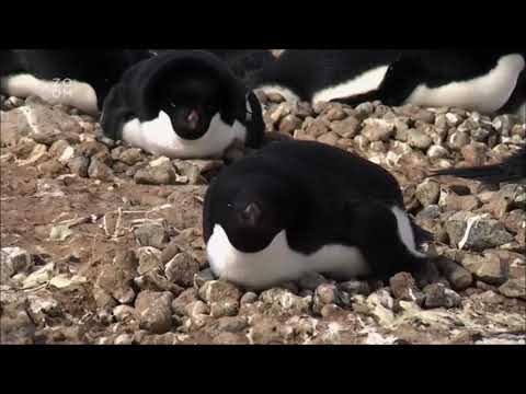 Pozorování tučňáků Antarktida