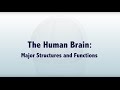 The Human Brain: Major Structures and Functions The Human Brain: Major Structures and Functions