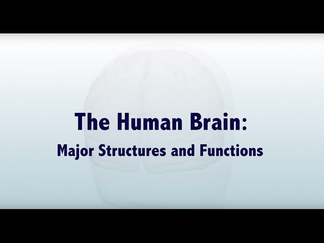 The Human Brain: Major Structures and Functions