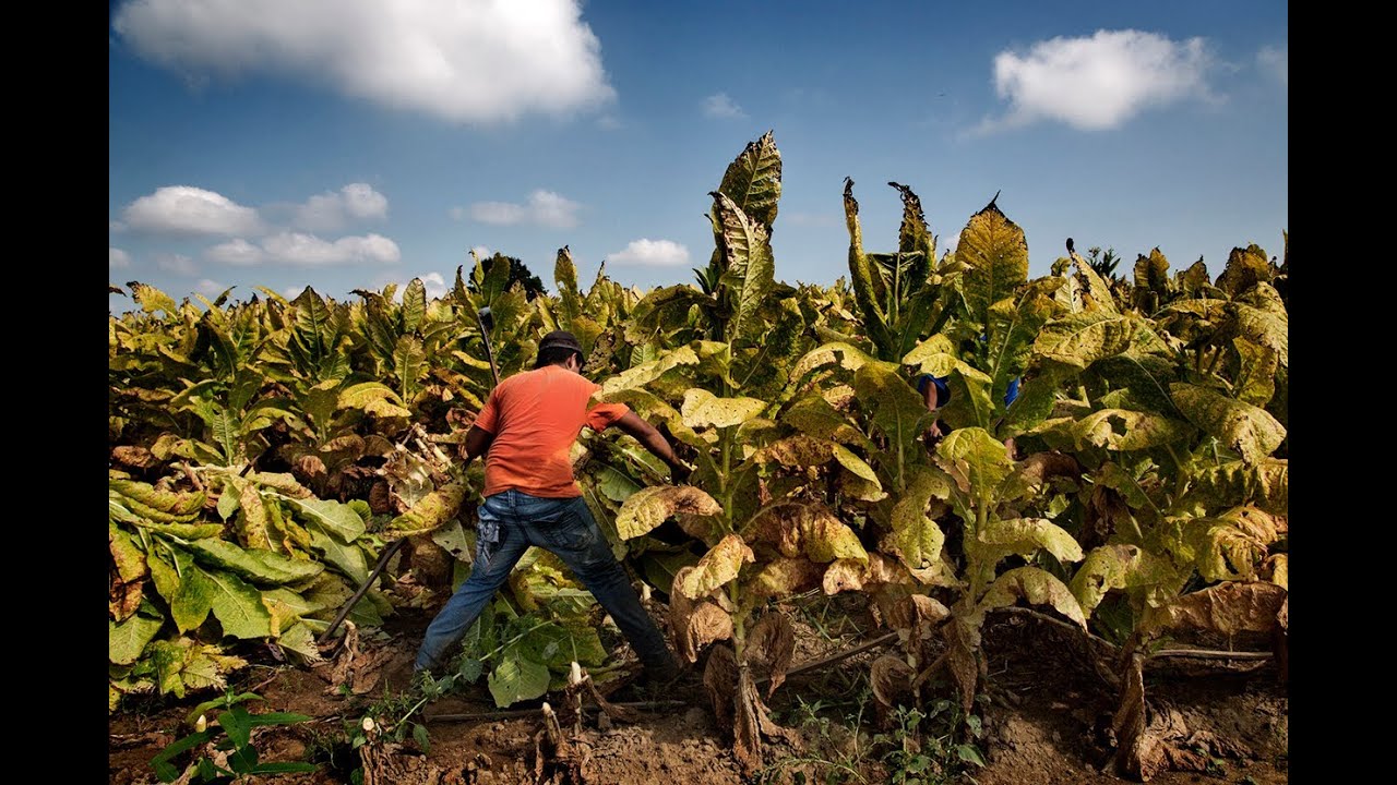 MADE IN THE USA: Child Labor & Tobacco
