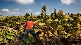 MADE IN THE USA: Child Labor &amp; Tobacco

