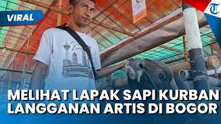 Melihat Lapak Sapi Kurban Sukses Mandiri Farm di Bogor Barat, Syahrini Pesan 2 Ekor