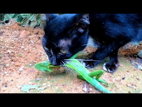how do cats hunt their prey lizard 😺 why do cats hunt reptile 😺 kitten hunting video