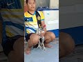 Latihan Leher Ayam Tehnik Lock Brakot Maupun Ayam Tehnik Lainya