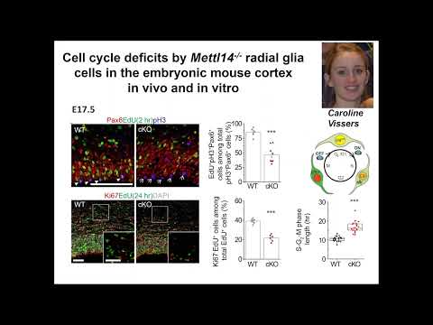KGRI Lecture Series - Epitranscriptomic regulation of neurogenesis