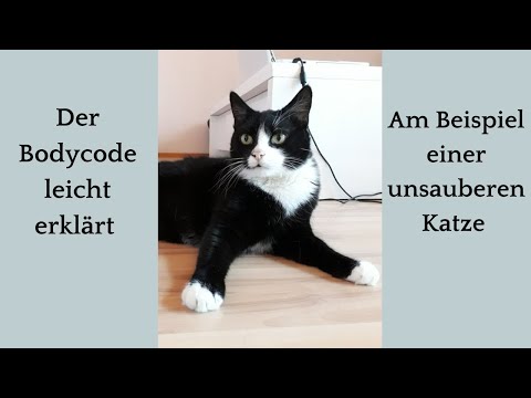 Unsaubere Katze - Ursachenforschung und Unterstützung bietet der Bodycode