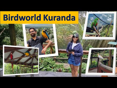 Journey into Cairns' Avian Paradise: Birdworld Kuranda | Top Attractions in Cairns #cairnsaustralia