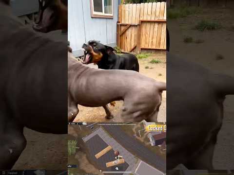 rottweiler vs pitbull fight in india / pitbull dog fight short video / pitbull kutta