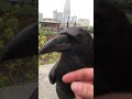 Raven trust