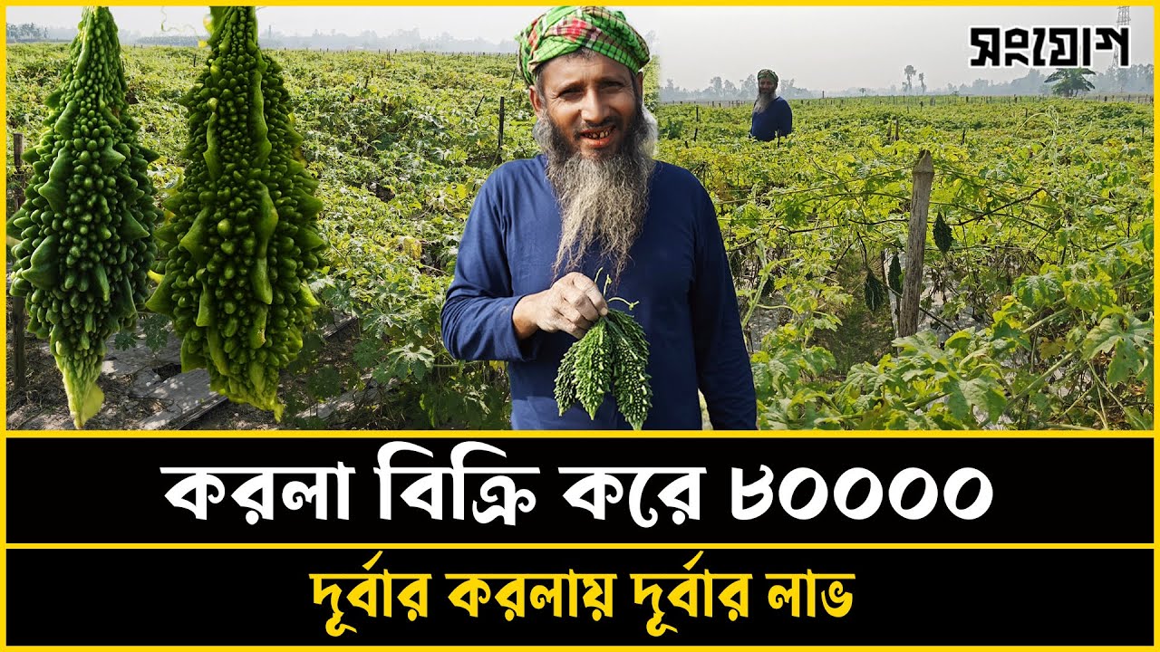 ৬,৫০০ টাকা খরচ, ৮০,০০০ টাকা লাভ! বাম্পার ফলনের 'গোপন মন্ত্র'!