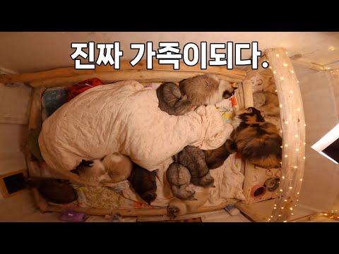 따뜻한 온돌방에서 진짜 가족이 되어가는 고양이들