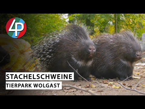 Wo sind die Wolgaster Stachelschweine?