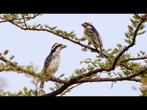 Red-fronted Barbet in Kenya