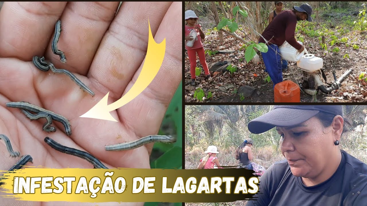 UMA GRANDE QUANTIDADE DE PRAGA TOMOU CONTA DAS PASTAGENS 😱 COMBATE URGENTE!