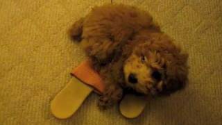 Adorable 2 month old brown poodle loves to sleep on my slipper紅貴賓