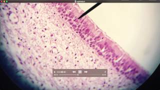 Epithelium High power slides
