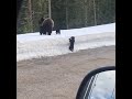 Baby bear cub stays behind momma attacks