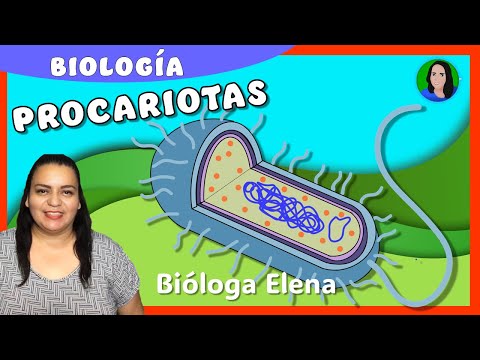 Prokaryotic cell: parts and functions