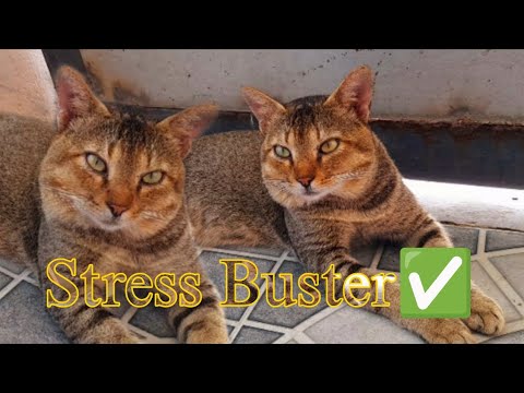 Sadiq papa❌️ Stress buster✅️ 😸  evlo stress irunthalum ivankooda vilayadumbothu ellam maranthuduthu 