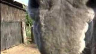 Carrottes Pour L'Ane - Aphex Twin edit