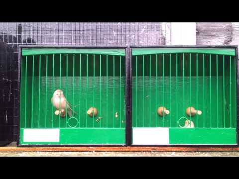 Isabel common redpolls from 2013
