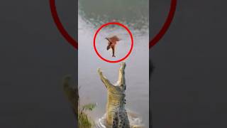 Monkey Falls From The Tree 😰