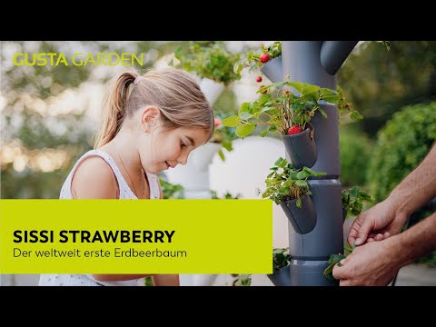 Mit SISSI STRAWBERRY Erdbeeren auf Balkon, Terrasse oder im Garten anbauen [Urban Gardening]