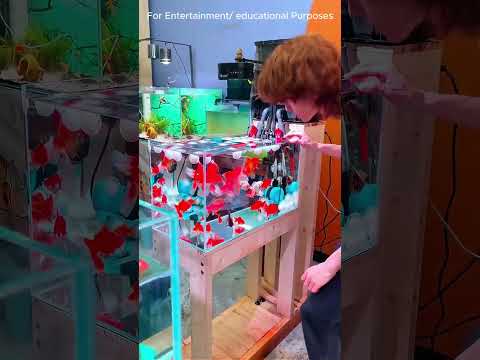 🤯 Przypadkiem Wrzucił Watę do Akwarium i Stało Się To!#shortvideo #youtubeshorts