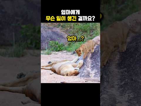 미동도 없는 엄마를 본 새끼 사자의 눈물겨운 행동 #동물 #사자 #새끼사자 #엄마사자 #야생동물 #shorts