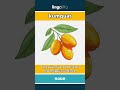 kumquat - a tiny orange fruit that you... video thumbnail