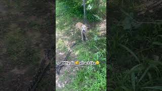 Download lagu #pitbull #adba #apbr#doglife #puppy #like #santos #subscribe #favorite mp3 Download lagu #pitbull #adba #apbr#doglife #puppy #like #santos #subscribe #favorite mp3