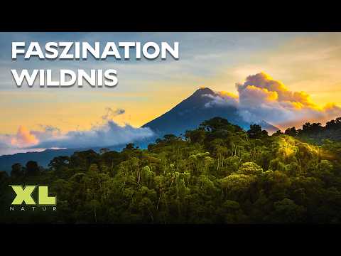 Regenwald bis Savanne: Die faszinierendsten Lebensräume unserer Erde | XL Naturdoku