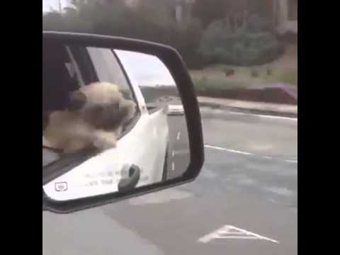 หมาพันธุ์เล็ก