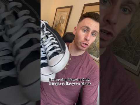 Solve your dog’s destructive chewing by doing THIS! #dogtraining #dog #dogtrainer #dogbehavior