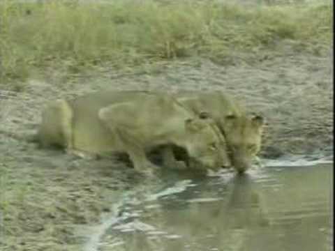 Lions, Crocodile & Hippo #1 PM 06Apr08