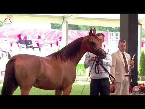 N22 PUSTYNNA LILIA - 2020 PRIDE OF POLAND - 42nd Arabian Horse National Show - Yearling Fillies ...