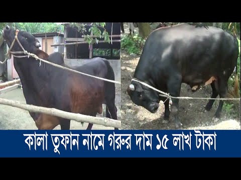 টাঙ্গাইলে কালো মানিক নামে গরুটির দাম সাড়ে ৮ লাখ টাকা