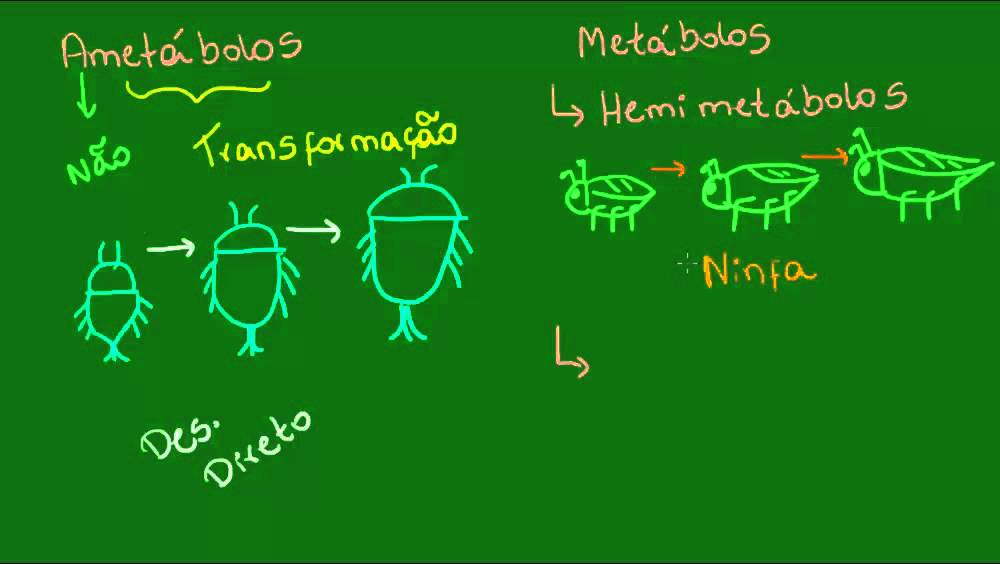 Desenvolvimento dos insetos - Zoologia - Biologia