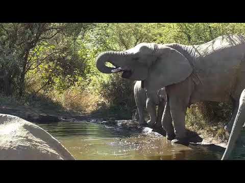 Kwa: Elephants drinking - 12:01 - 07/05/19