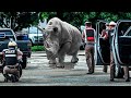 Top 10 Wild Animals That ESCAPED From The Zoo