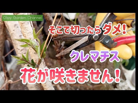 クレマチスが元気に育つように剪定します。どのような基準で剪定を行うべきですか?  庭園