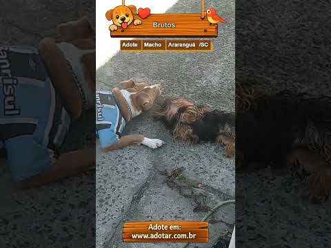Vídeo de Brutos